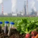 Heavy Metal Contamination in Soils and Vegetables