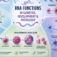 Noncoding RNA in reproduction